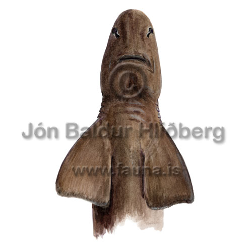 Iceland catshark - Apristurus laurussonii - Sharks - Squaliformes