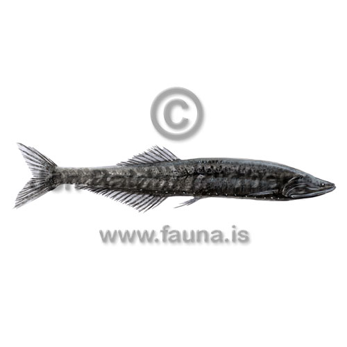 Veiled anglemouth - Cyclothone microdon - lightfishesanddragonfishes - Stomiiformes