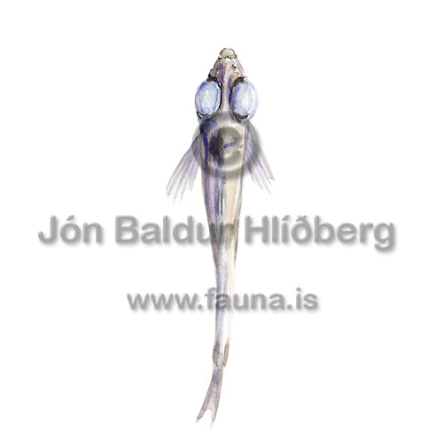 Silver Hatchetfish - Argyropelecus hemigymnus - lightfishesanddragonfishes - Stomiiformes