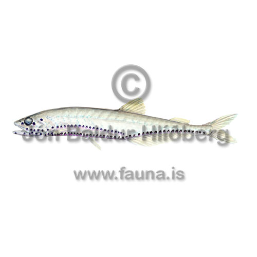 Polli - Pollichthys mauli - ljosberar - Lj�sberar