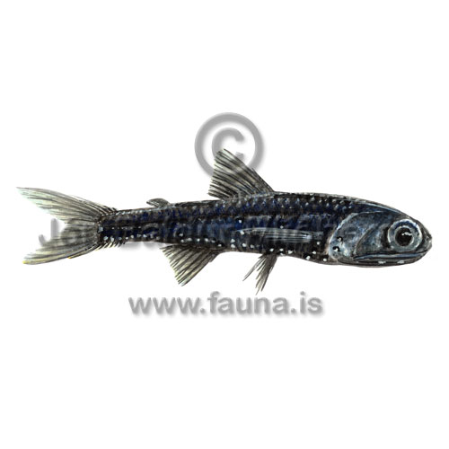 Horned Lanternfish - Ceratoscopelus maderensis - otherfish - Myctophiformes