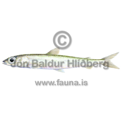 Argentine Lesser Silver Smelt - Argentina sphyraena - otherfish - Osmeriformes
