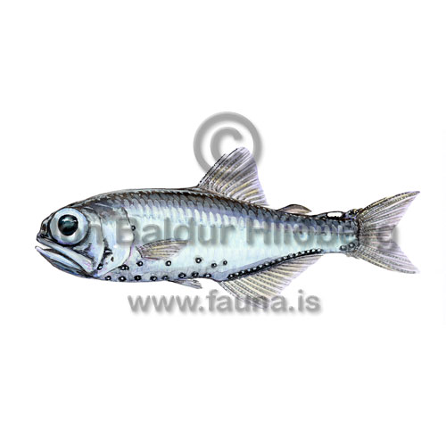shafslaxsld - Protomyctophum arcticum - adrirfiskar - Laxsldir