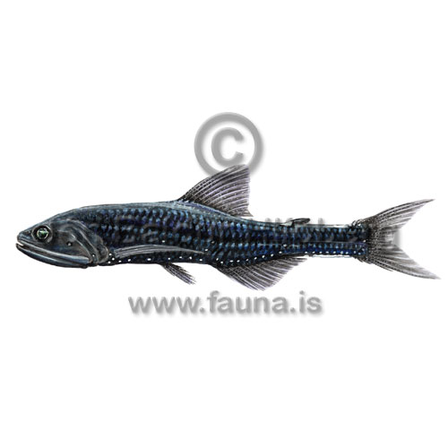 Diamondcheek lanternfish - Lampanyctus intricarius - otherfish - Myctophiformes