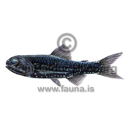 Digra laxsíld - Bolinichthys supralateralis - adrirfiskar - Laxsíldir