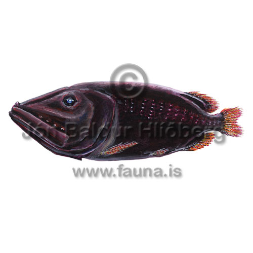 Rauskoltur - Rondeletia loricata - adrirfiskar - serklingar