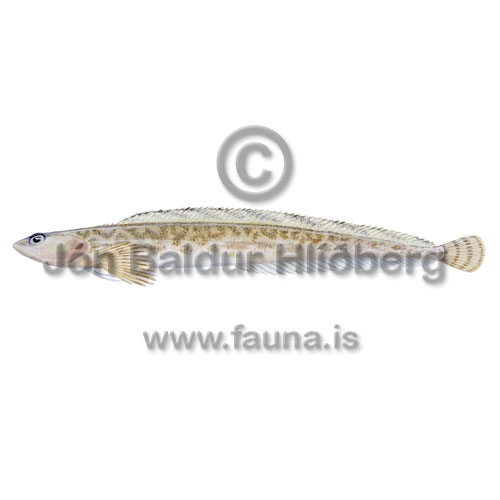 Flekkjamjni - Leptoclinus maculatus - borrar - Borrar