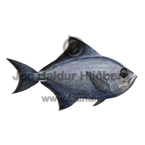 Flathead Pomfret - Taractes asper - Perch-likes - Perciformes