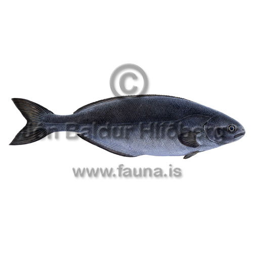 Blackfish - Centrolophus niger - Perch-likes - Perciformes