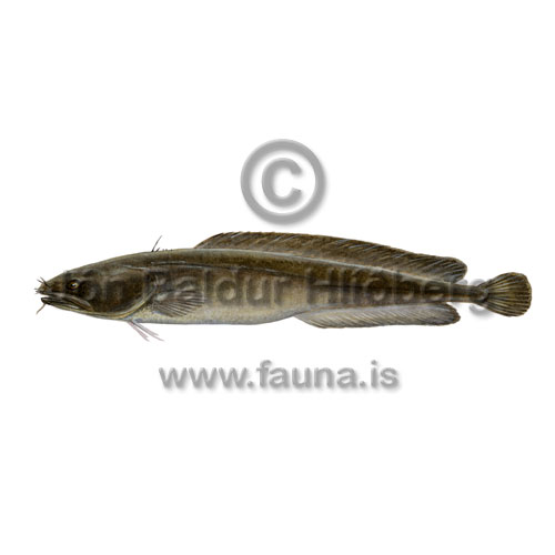 Ljskjafta - Ciliata septentrionalis - thorskfiskar - orskfiskar