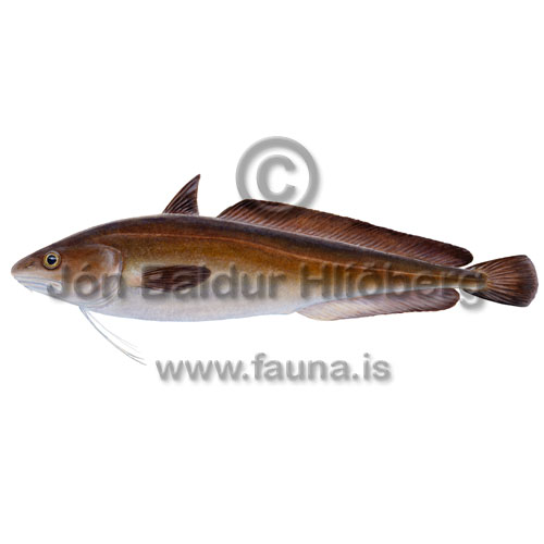 White Hake -   - Cods - Gadiformes