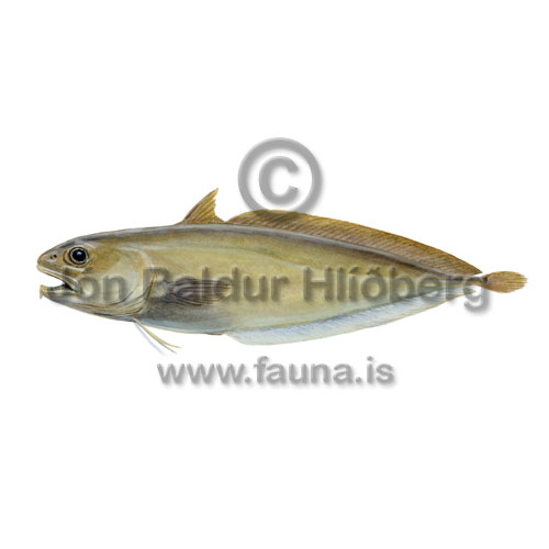 Morid Cod - Guttigadus latifrons - Cods - Gadiformes