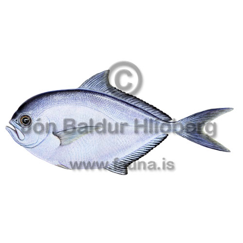 Rays Bream - Brama brama - Perch-likes - Perciformes