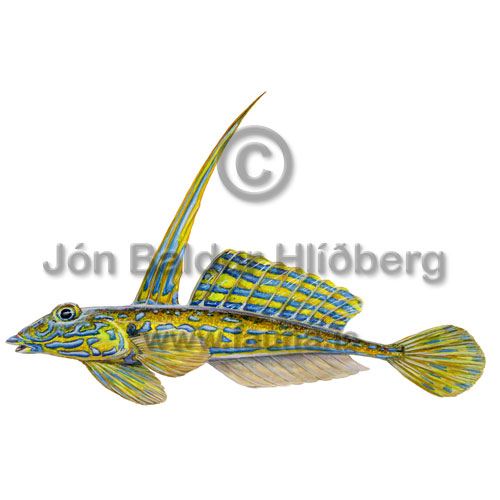 Dragonet - Callionymus lyra - Perch-likes - Perciformes