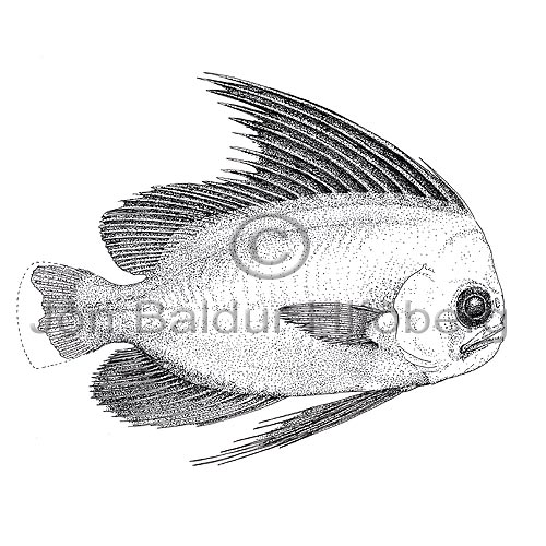 Manefish - Platyberyx opalescens  - otherfish - Beryciformes