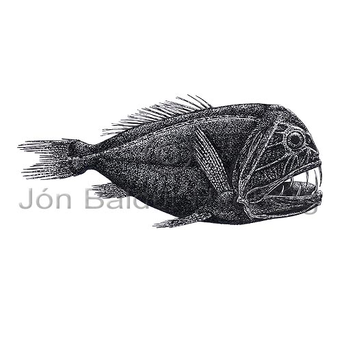 Fangtooth - Anoplogaster cornuta - otherfish - Beryciformes