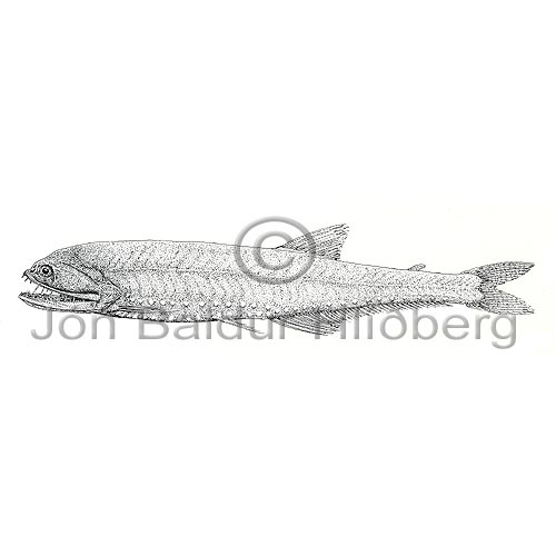 Elongated Bristlemouth - Gonostoma elongatum - lightfishesanddragonfishes - Stomiiformes