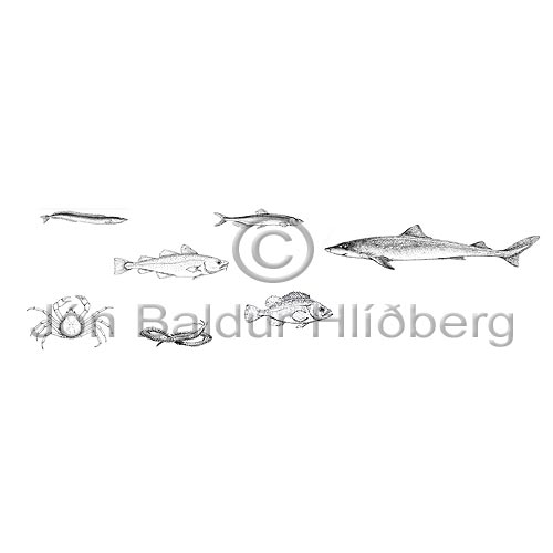 Hfur - Squalus acanthias - hafiskar - Hfiskar