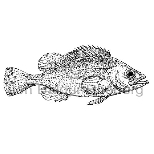 Golden redfish - Sebastes marinus - rockfishscorpionfishes - Scorpaeniformes