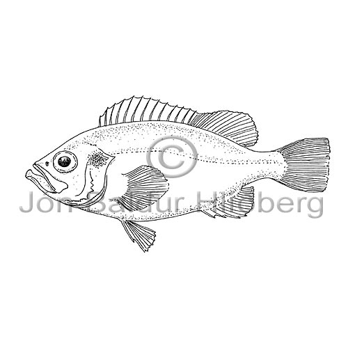 Golden Redfish - Sebastes marinus - rockfishscorpionfishes - Scorpaeniformes