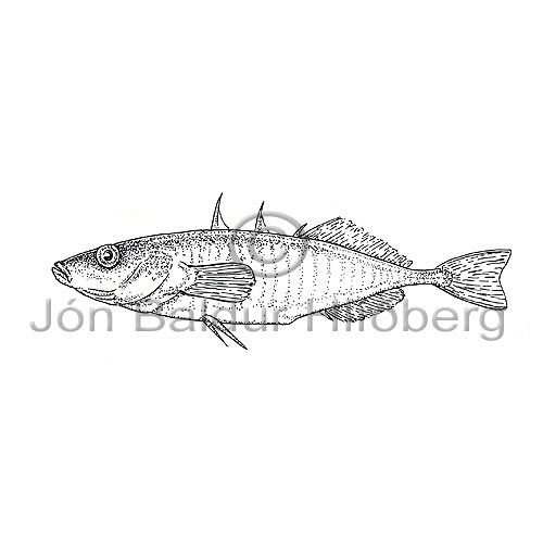 Hornsli - Gasterostetus aculeatus - adrirfiskar - Hornsli