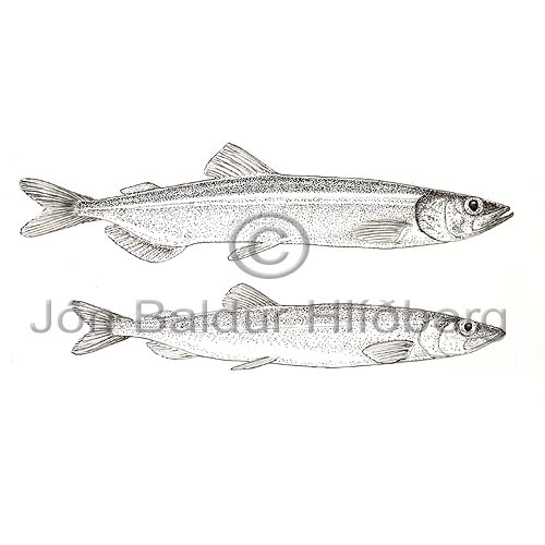 Capelin - Mallotus villosus - otherfish - Osmeriformes