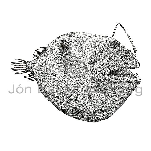  -Dreamer - Oneirodes - anglerfishes - Lophiiformes