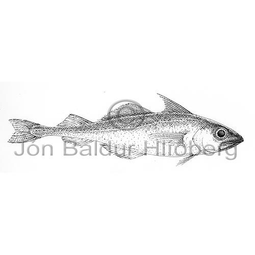 Norway Pout - Trisopterus esmarki - Cods - Gadiformes