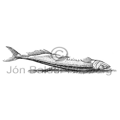 Capelin -   - otherfish - Osmeriformes