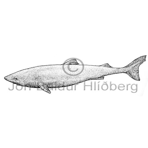 Greenland shark - Somniosus microcephalus - Sharks - Squaliformes