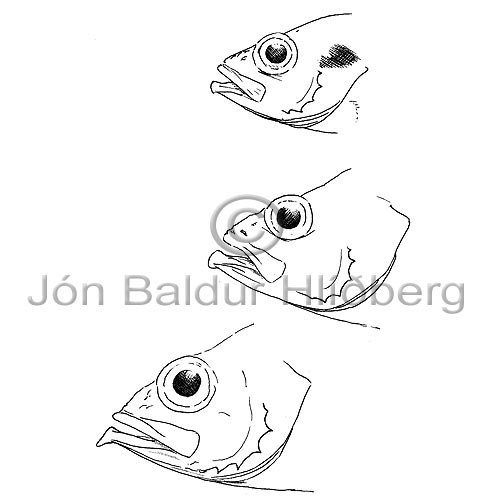 Gullkarfi, Karfi - Sebastes marinus - brynvangar - orskfiskar