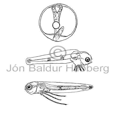 Keila - Brosme brosme - thorskfiskar - orskfiskar