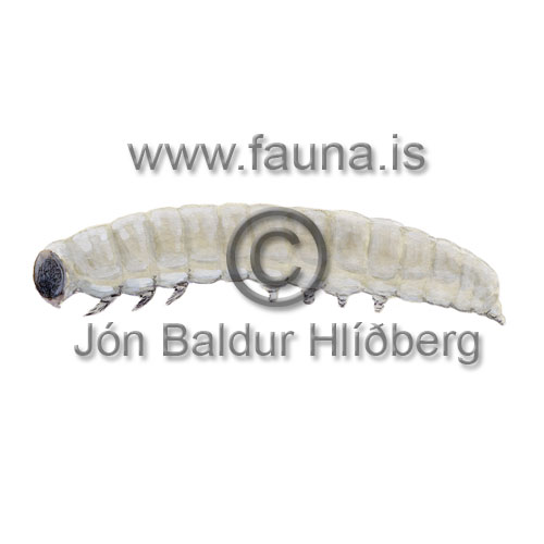 Photedes spp. larvae - Photedes spp. - Insects - Insecta