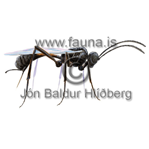 Ichneumon spp - Aclastus gracilis  - Insects - Insecta