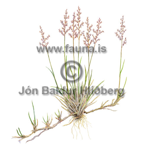  Creeping bentgrass  -  Agrostis stolonifera - Monocotyledones - Poaceae