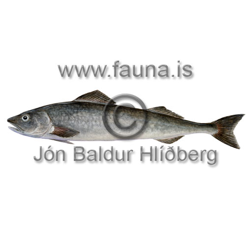 Sablefish / Alaska Black Cod - Anoplopoma   fimbria - otherfish - Gadiformes
