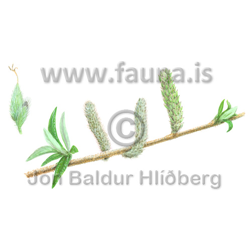 Alaskavíðir - Salix alaxensis - tvikimblodungar - Víðisætt