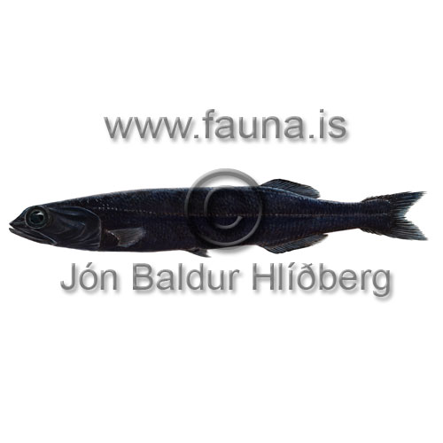 Bairdss Smooth-head - Alepocephalus bairdii - otherfish - Osmeriformes