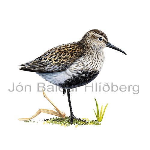 Dunlin - Calidris alpina - Waders - Scolopacidae