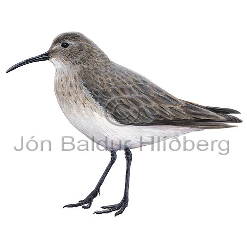 Dunlin - Calidris alpina - Waders - Scolopacidae