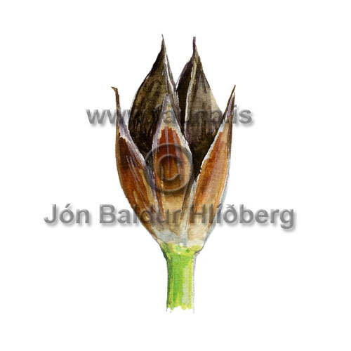 Alpine Rush - Juncus alpinus - otherplants - Juncaceae