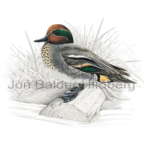 Teal Green-winged Teal - Anas creeca - ducksandallies - Anatidae