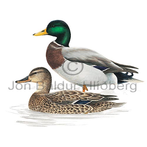 Mallard - Anas platyrhynchos - ducksandallies - Anatidae