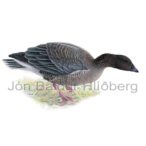 Pink-footed Goose - Anser brachyrhynchus - ducksandallies - Anatidae
