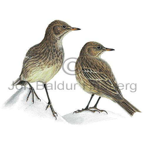 Rock Pipit - Anthus petrosus - Passerines - Motacillidae
