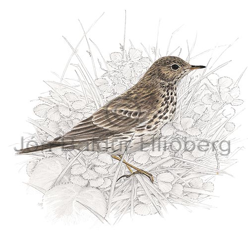 Meadow Pipit - Anthus pratensis - Passerines - Motacillidae