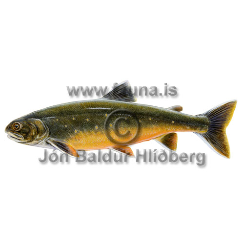 Bleikja - Salvelinus alpinus - laxfiskar - Laxfiskar