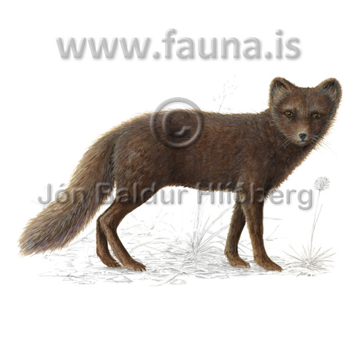 Arctic fox - Vulpes lagopus - Veljið category - canidae