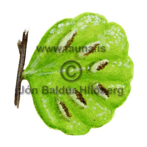Common spleenwort  Maidenhair spleenwort - Asplenium trichomanes - Ferns - Athyriaceae