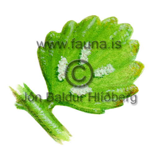 Green spleenworth - Asplenium viride - Ferns - Athyriaceae